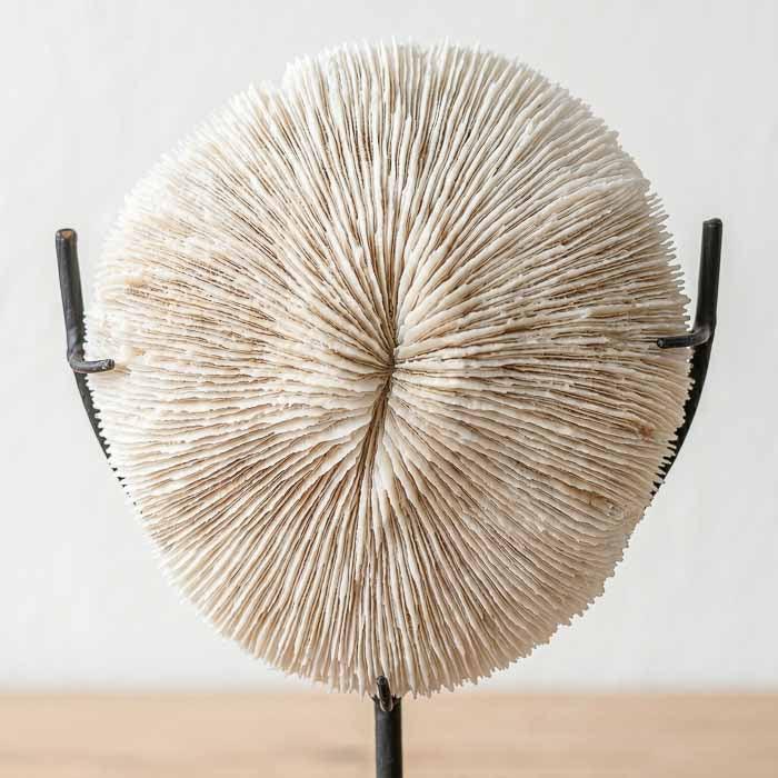 Objeto de decoração praiana, boho, de coral natural com pedestal.
