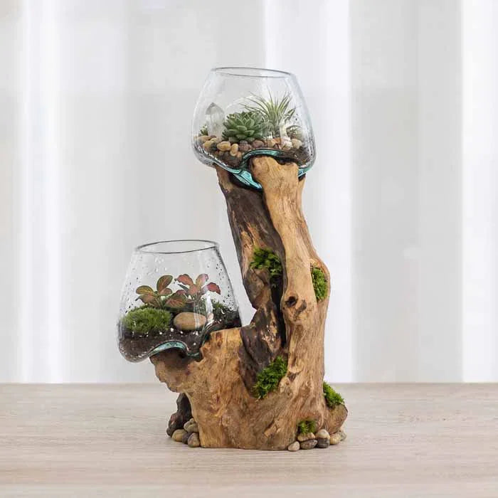 Terrário duplo artesanal com vidros soprados diretamente sobre tronco de madeira natural de Bali.