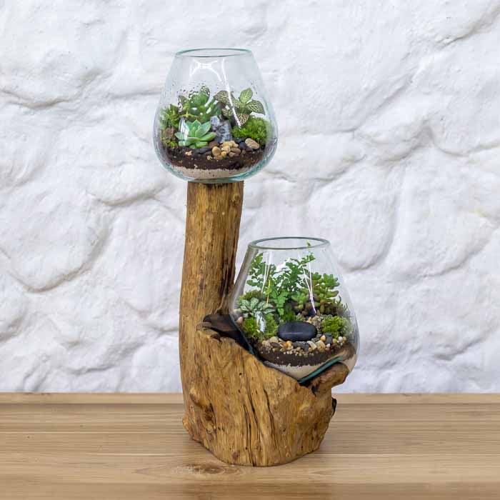 Terrário duplo artesanal com vidros soprados diretamente sobre tronco de madeira natural de Bali.