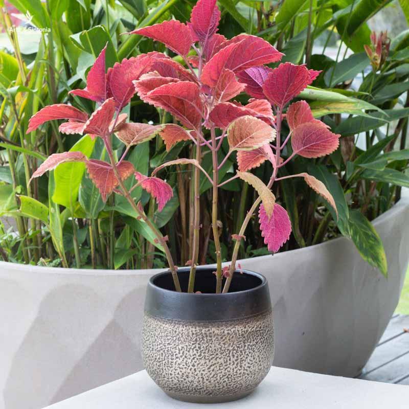 vasos cachepots ceramica decorativos plantas suculentas decoracao garden casa living urban jungle potinhos decorativos artesanais artesanatos artesintonia 3