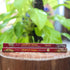 Bastões de incenso Indiano Cinnamon Masala em uma caixa de madeira rústica, prontos para criar um ambiente aconchegante e perfumado