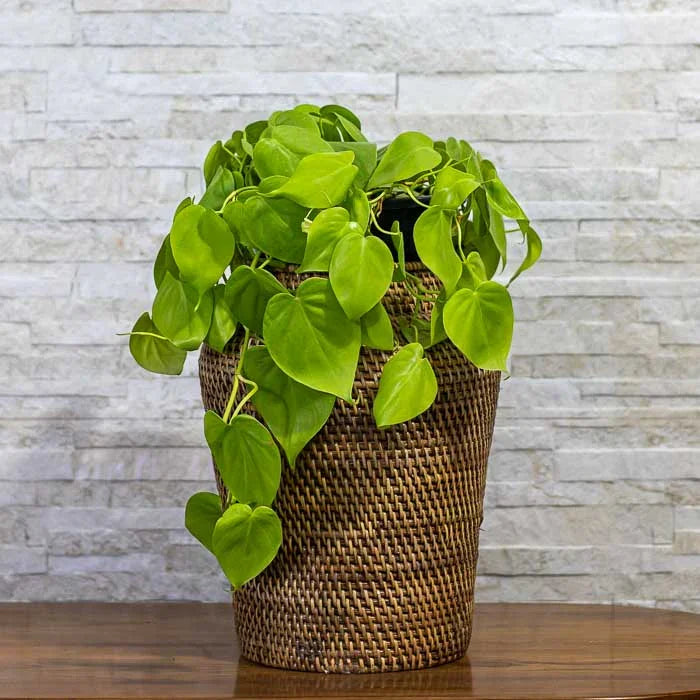 Objeto de decoração trançado à mão com material vegetal sustentável