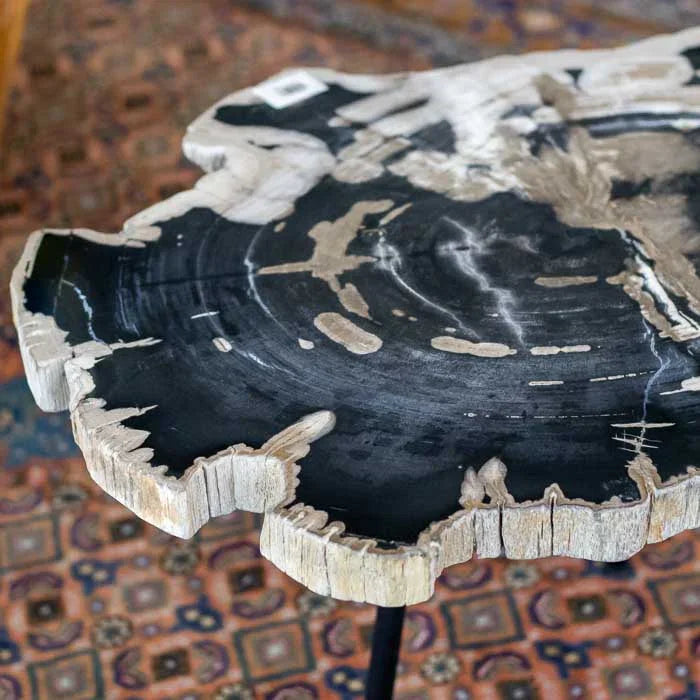 Tampo de madeira fóssil escura com base preta usado como mesa de centro artesanal ideal para composições naturais.