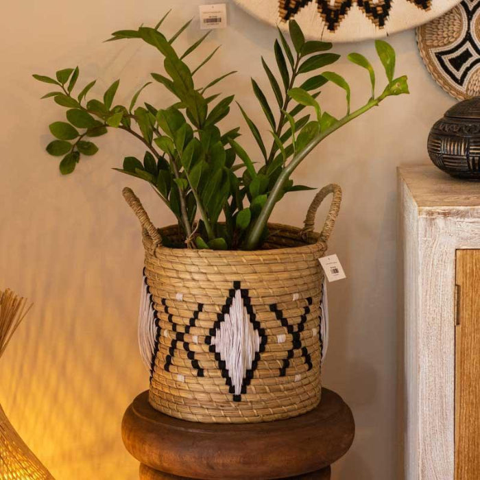 Cesto organizador utilizado como cachepot com planta Zamioculca em ambiente de luz quente.