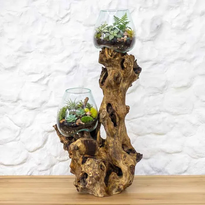 Terrário duplo de plantas suculentas e musgos em recipientes de vidro soprado encaixados em madeira de Bali. 