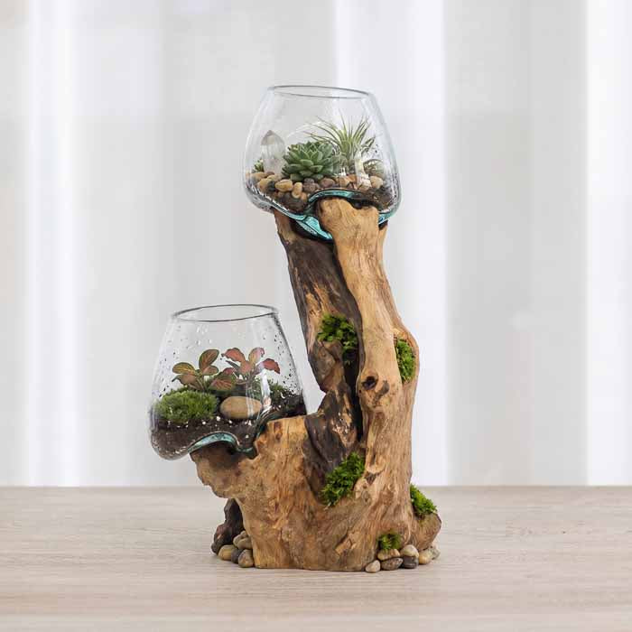 Terrário duplo artesanal com vidros soprados diretamente sobre tronco de madeira natural de Bali.