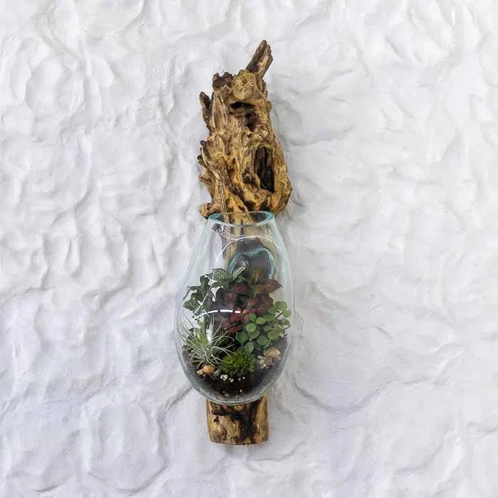 Terrário de parede artesanal com vidro soprado moldado organicamente sobre tronco de madeira teca.