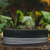 vaso-cumprido-decorativo-home-decor-decoracao-jardim-garden-casa-artesintoniia-jardineira-bacia-ceramica-cachepot