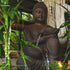 fonte-buda-buddha-cascata-budista-feng-shui-fengshui-decoracao-decorativa-garden-jardim-objetos-decorativos-zen-marmorite-po-pedra-escura-preta-01